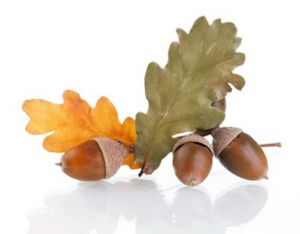 acorns to_oaks